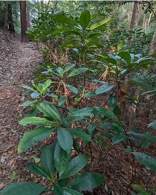 九節木 Psychotria rubra